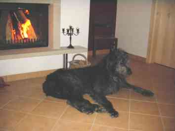 "Max Rudolf" unser Irish Wolfhound aus Dublin